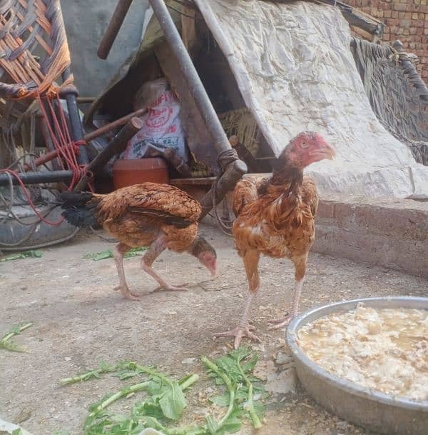 Aseel two Hens for sale (03089179667) 0