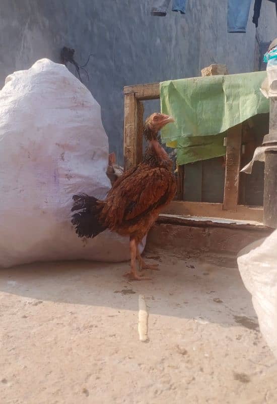 Aseel two Hens for sale (03089179667) 1