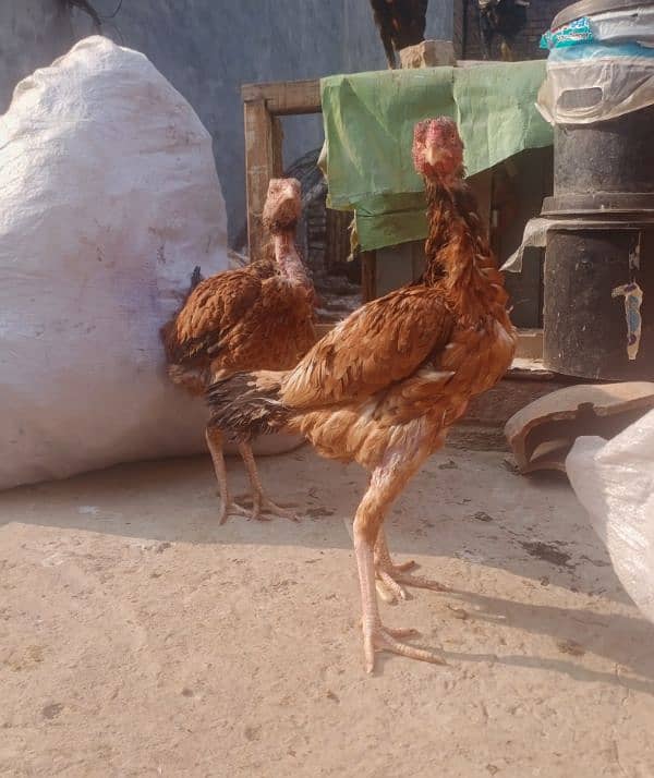 Aseel two Hens for sale (03089179667) 3