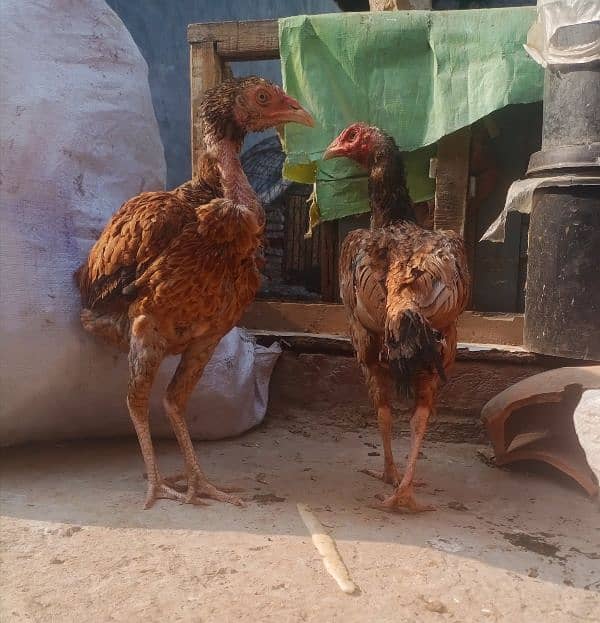 Aseel two Hens for sale (03089179667) 4