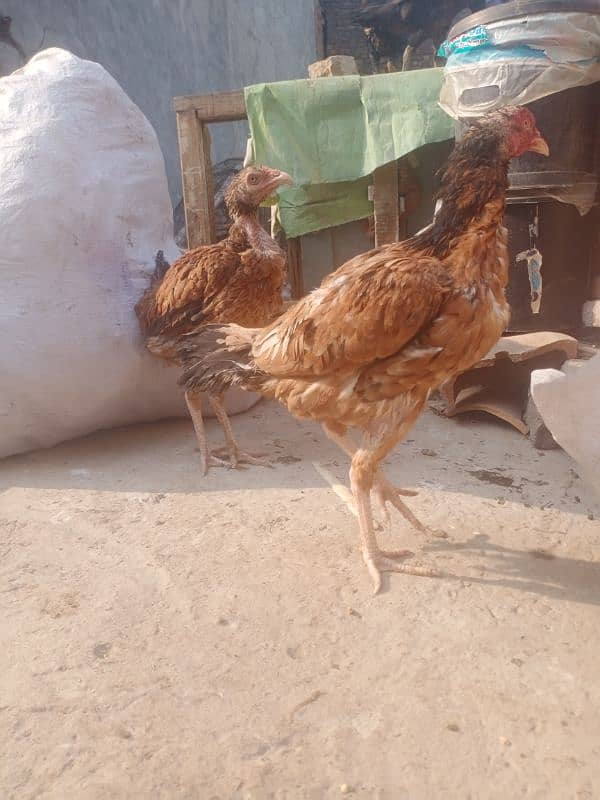 Aseel two Hens for sale (03089179667) 6