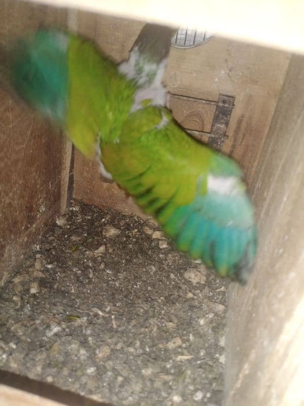 green chek yellow sheded chik mothr feed 3