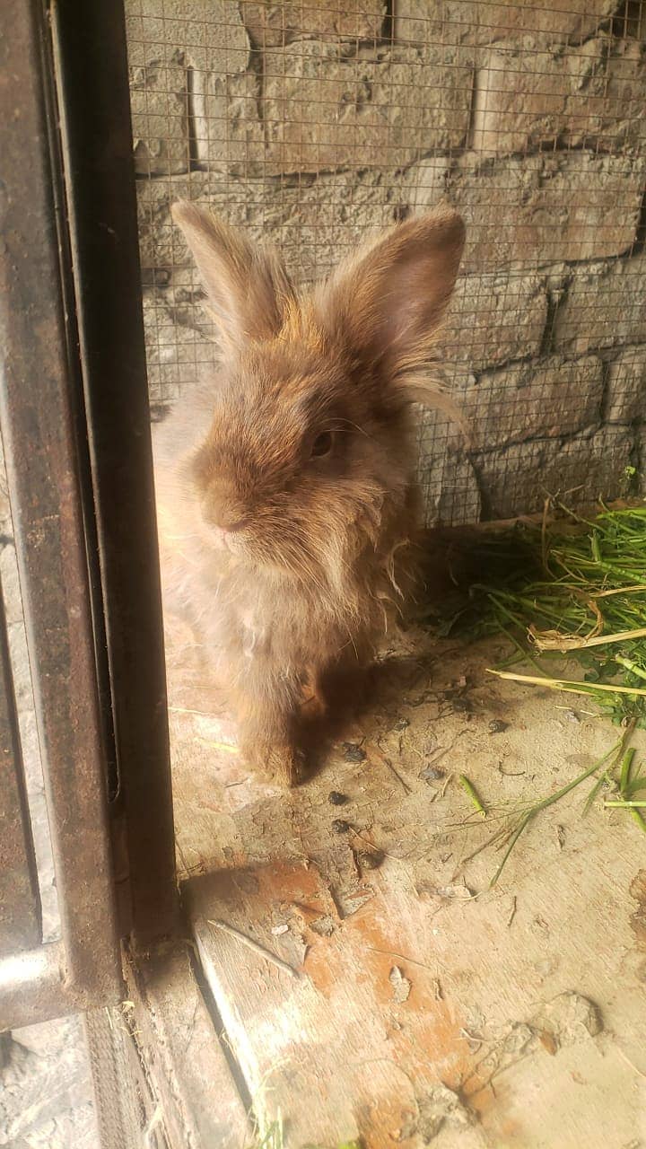 Lion Head Rabbit Male 0