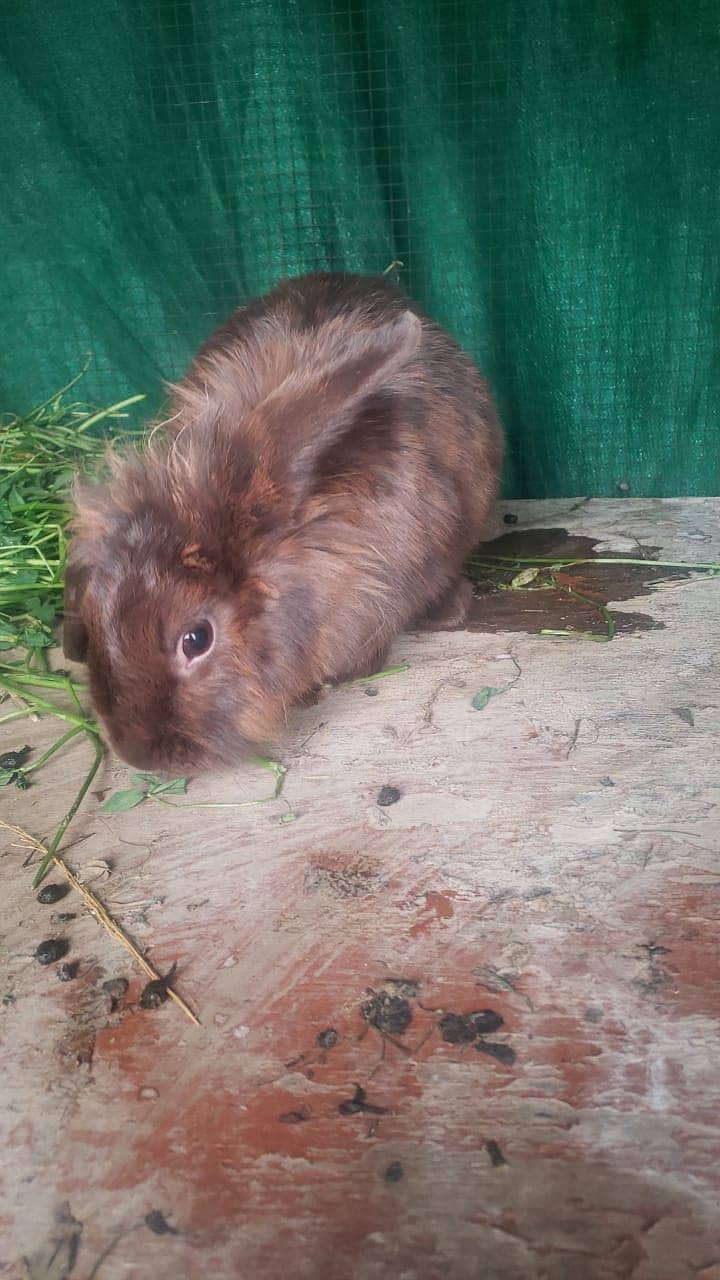 Lion Head Rabbit Male 1