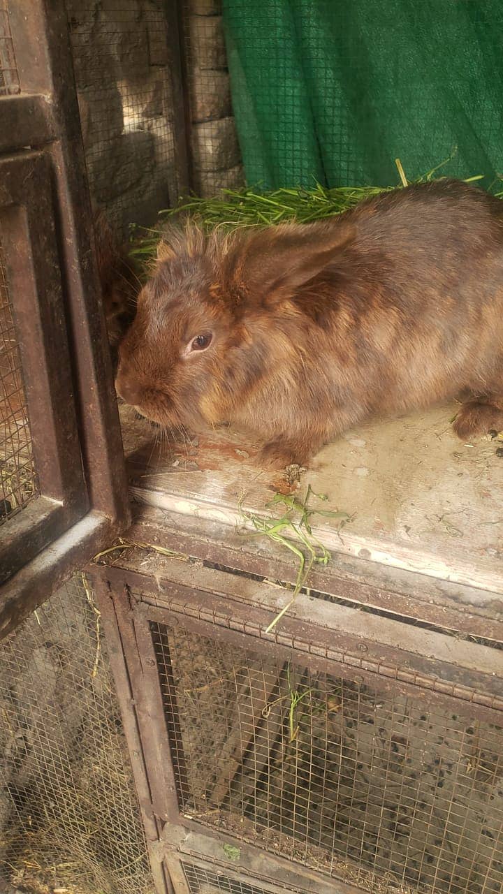 Lion Head Rabbit Male 3