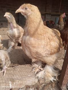 Golden Heavy Buff Chicks for Sale