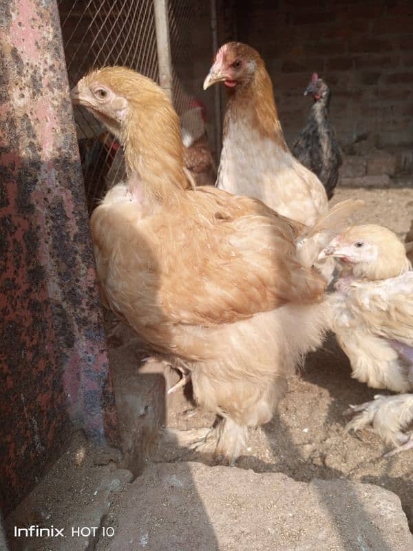 Golden Heavy Buff Chicks for Sale 1