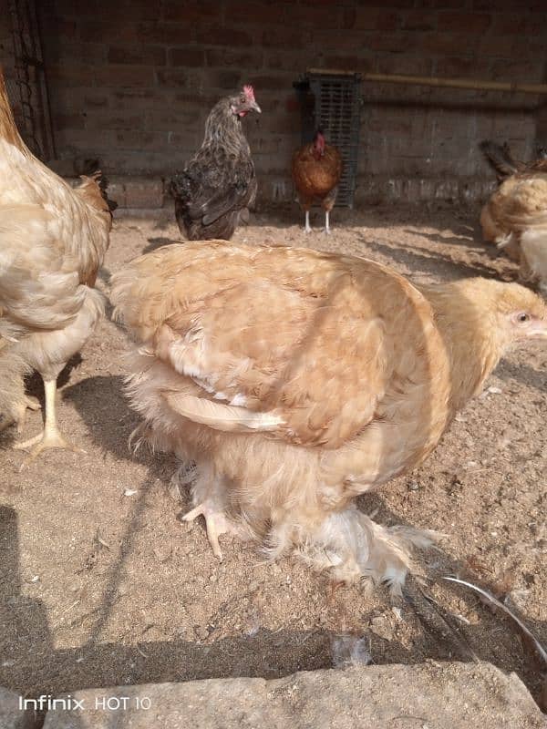 Golden Heavy Buff Chicks for Sale 2