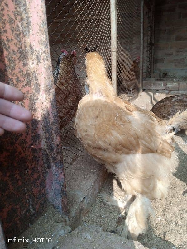 Golden Heavy Buff Chicks for Sale 3