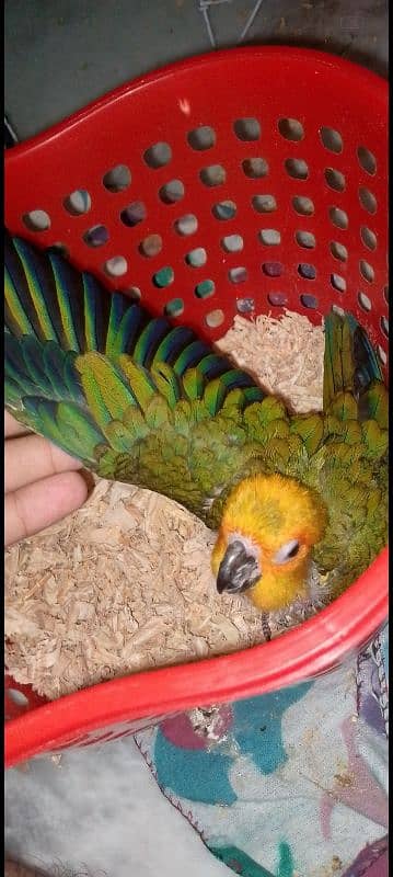 Sun Conure and Lorry Chicks 1