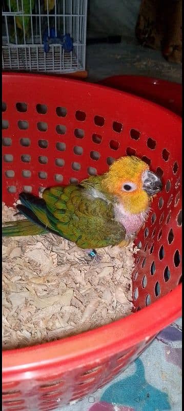 Sun Conure and Lorry Chicks 2