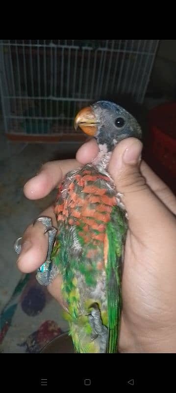 Sun Conure and Lorry Chicks 4