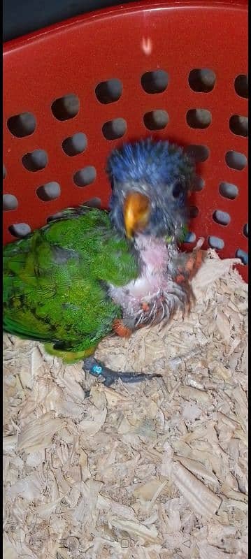 Sun Conure and Lorry Chicks 5