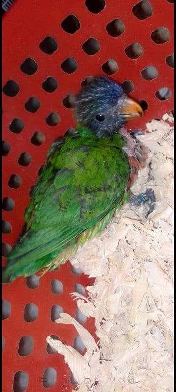 Sun Conure and Lorry Chicks 6