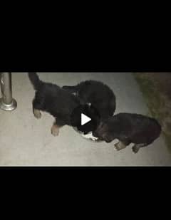 2 Male 4 Female German shepherd