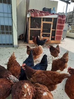 Golden Sebright, Lohman male and female , light columbian brahma