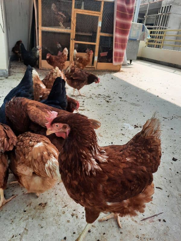 Golden Sebright, Lohman male and female , light columbian brahma 1