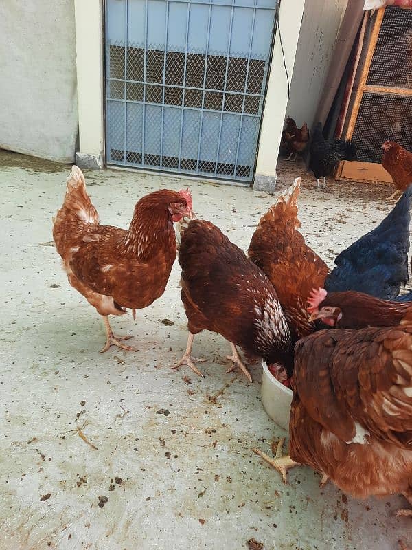 Golden Sebright, Lohman male and female , light columbian brahma 2