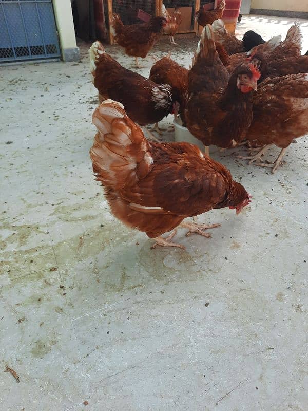 Golden Sebright, Lohman male and female , light columbian brahma 4