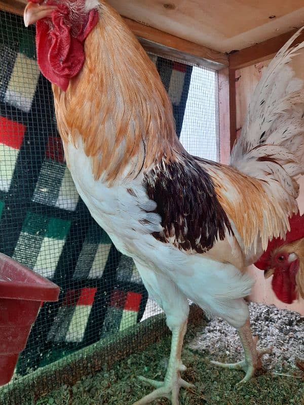 Golden Sebright, Lohman male and female , light columbian brahma 6