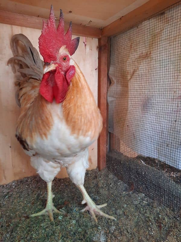 Golden Sebright, Lohman male and female , light columbian brahma 7