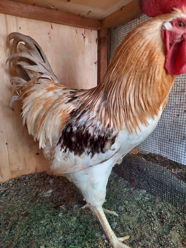 Golden Sebright, Lohman male and female , light columbian brahma 8