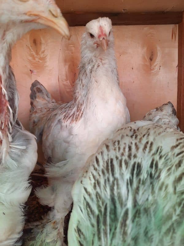 Golden Sebright, Lohman male and female , light columbian brahma 13