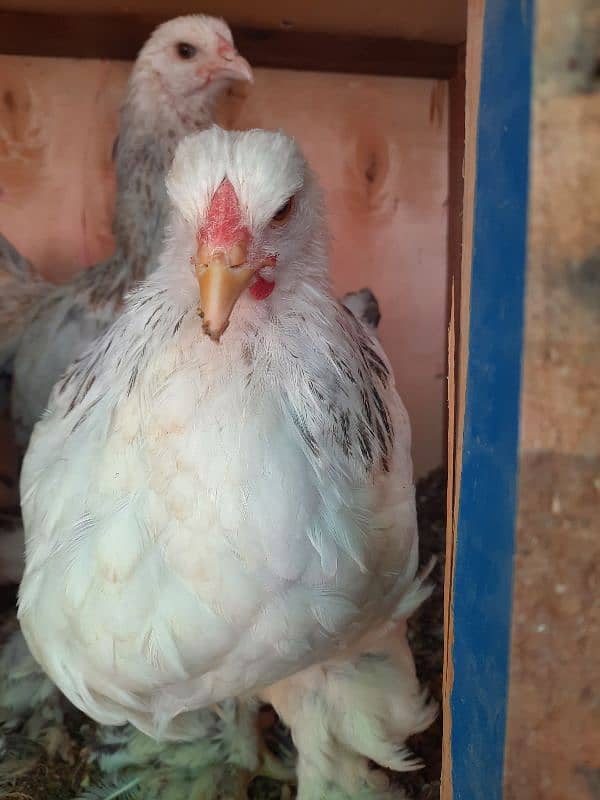 Golden Sebright, Lohman male and female , light columbian brahma 14