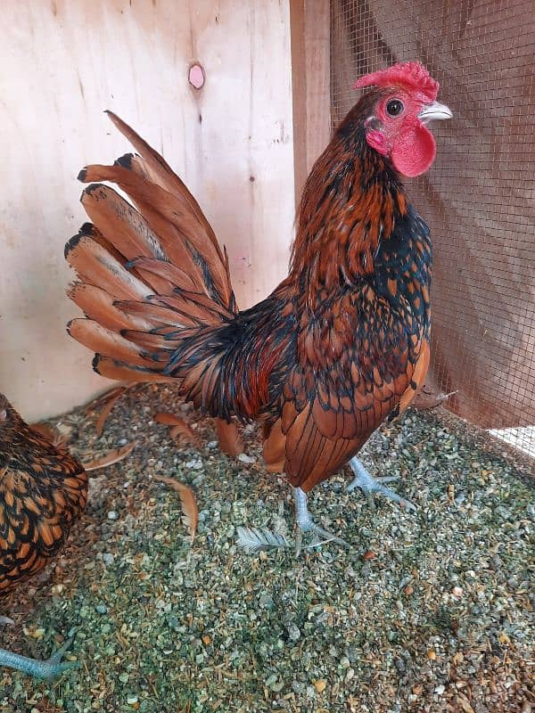 Golden Sebright, Lohman male and female , light columbian brahma 17