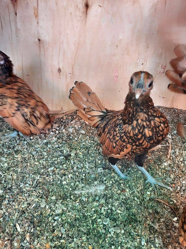 Golden Sebright, Lohman male and female , light columbian brahma 18