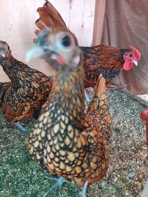 Golden Sebright, Lohman male and female , light columbian brahma 19