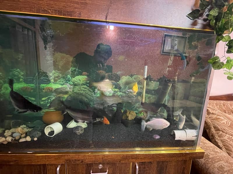 Fish Aquariums | fishtank | Aquariums For Sale | 4