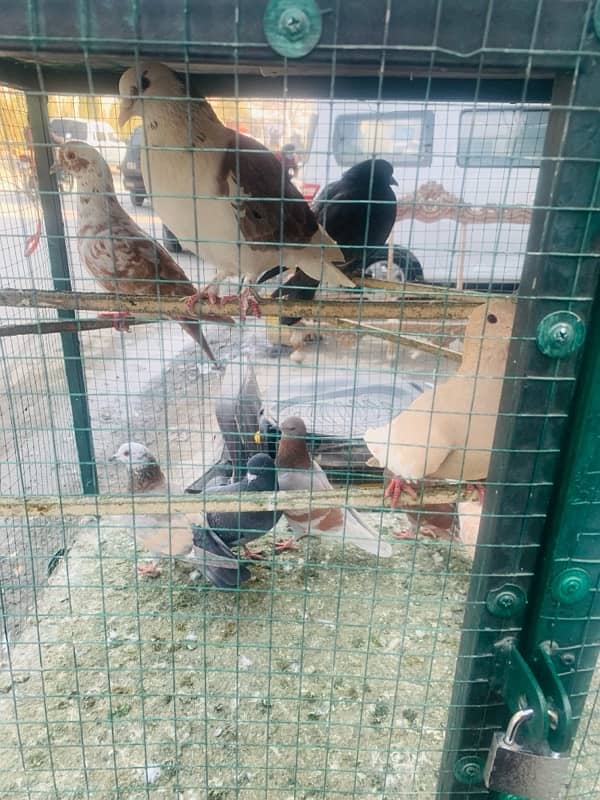 pigeons for sale 0