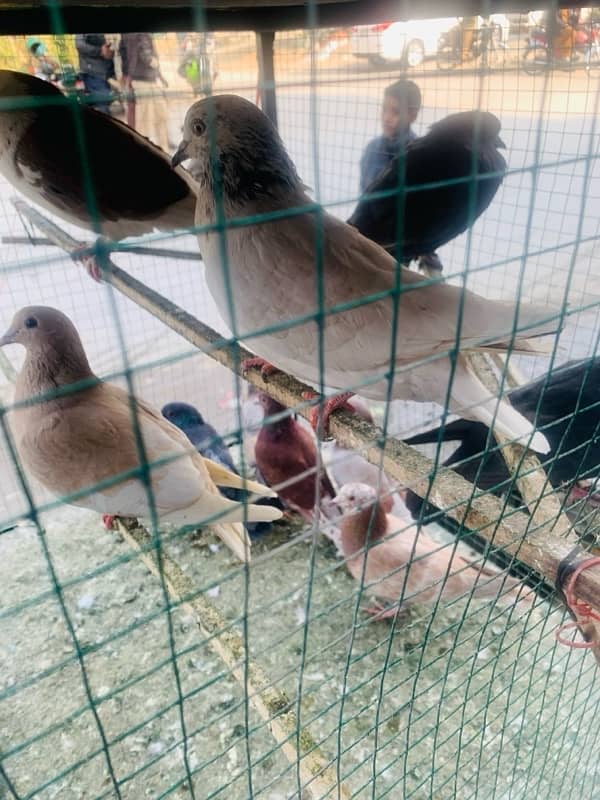 pigeons for sale 1