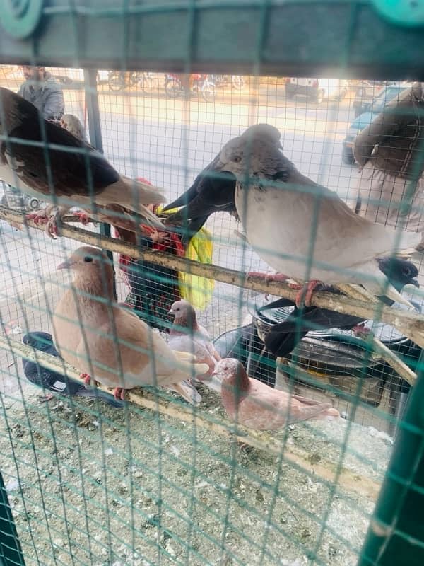 pigeons for sale 2