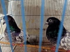 Pair of Ferozpuri Breeder Pigeon