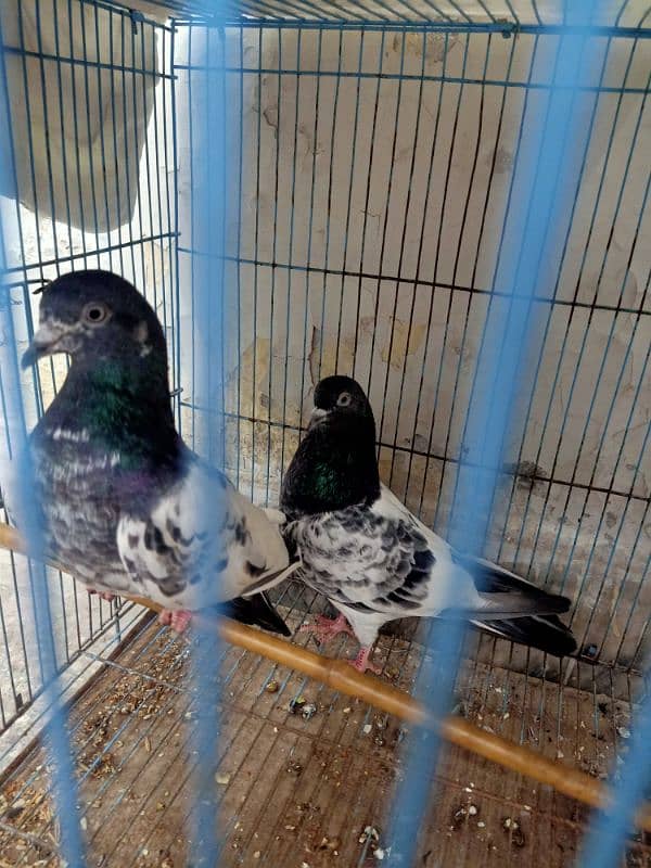 Pair of Ferozpuri Breeder Pigeon 1