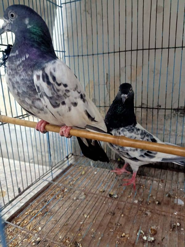 Pair of Ferozpuri Breeder Pigeon 2