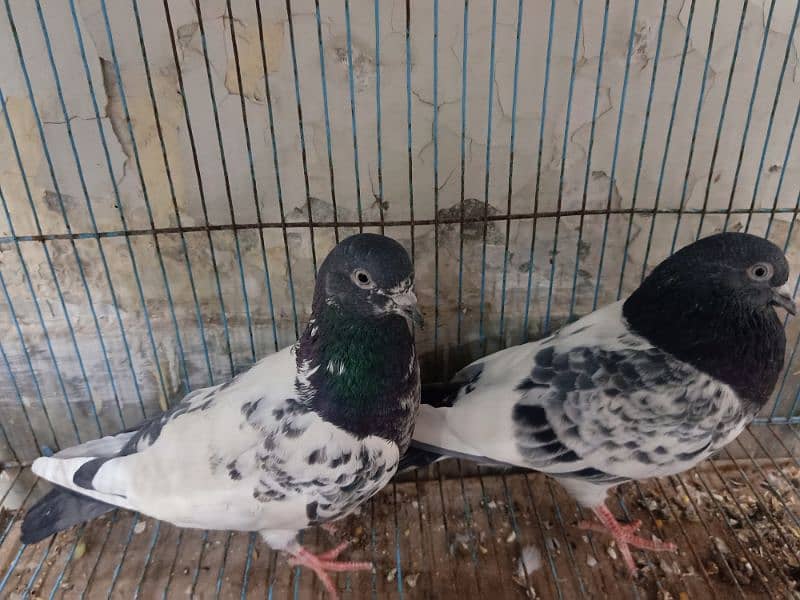 Pair of Ferozpuri Breeder Pigeon 3