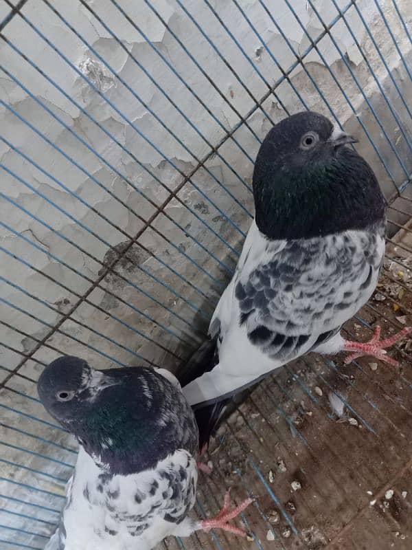 Pair of Ferozpuri Breeder Pigeon 4