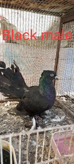 pigeon for sell