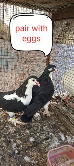 pigeon