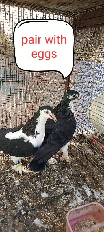 pigeon for sell 1