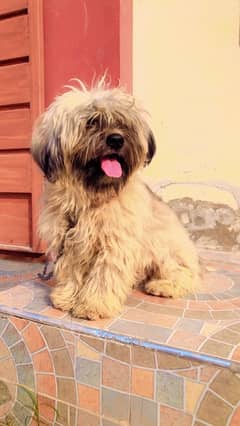 Shihtzu shitzu male for sale or stud