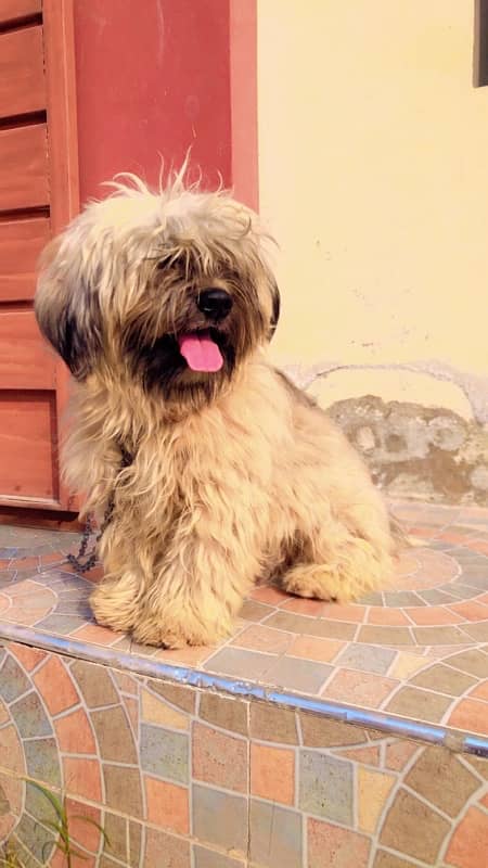 Shihtzu shitzu male for sale or stud 1