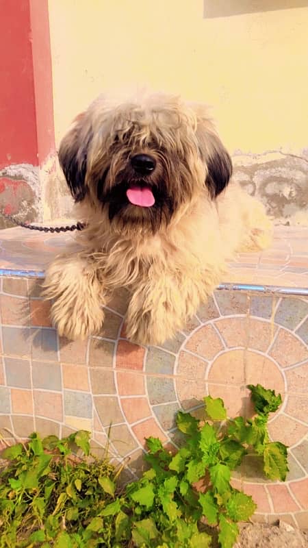 Shihtzu shitzu male for sale or stud 2