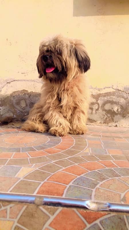 Shihtzu shitzu male for sale or stud 3