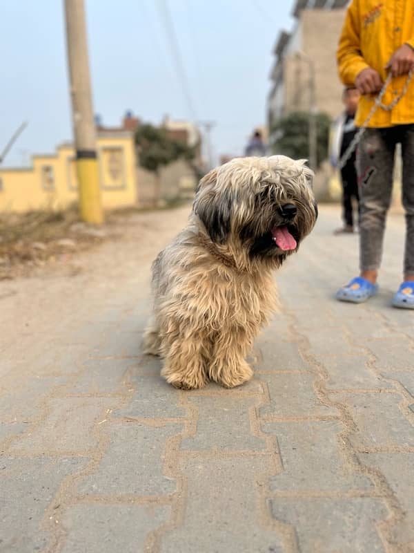 Shihtzu shitzu male for sale or stud 4