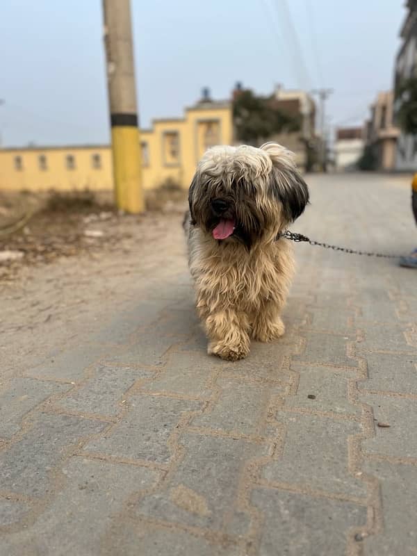 Shihtzu shitzu male for sale or stud 5