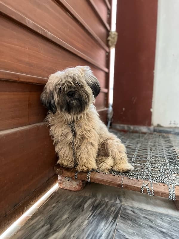 Shihtzu shitzu male for sale or stud 7